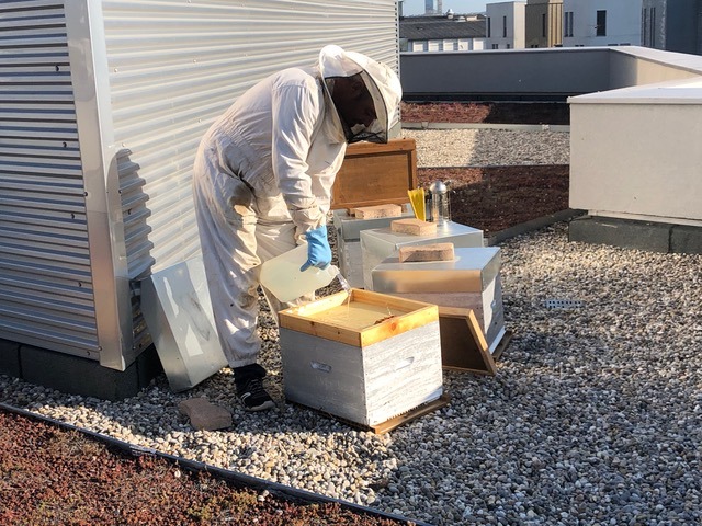 Locations de ruches à Arkema