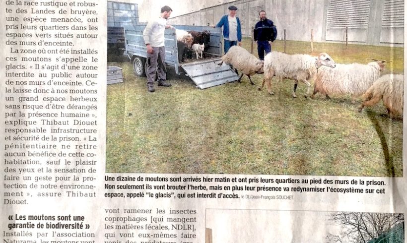 Des moutons à la prison de St Quentin Fallavier