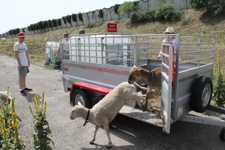 Des chèvres et brebis pour entretenir les bords de l’A43