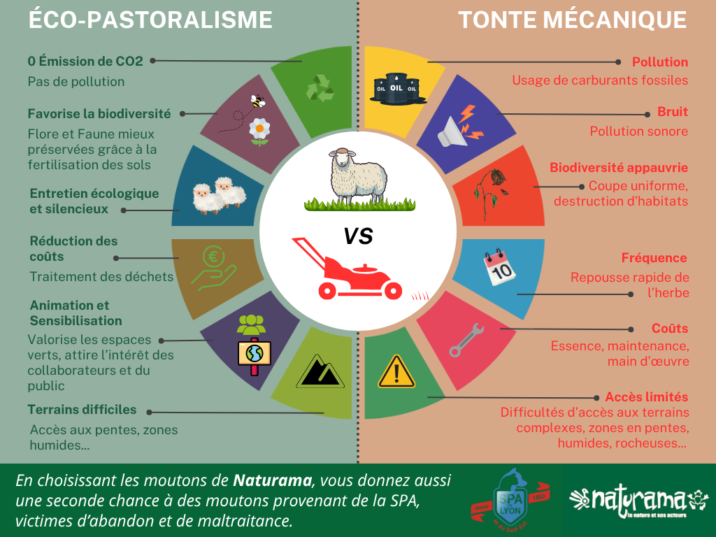 ecopastoralisme ou tonte mécanique ?