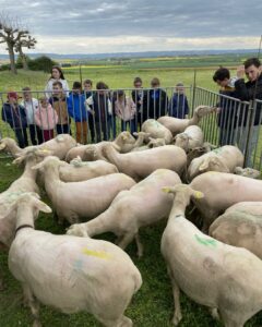 Troupeau rassemblé lors de la tonte des moutons