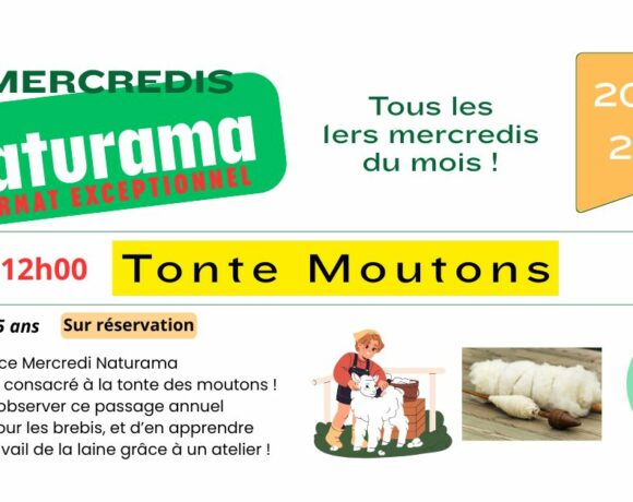 Évènement Spécial tonte des moutons